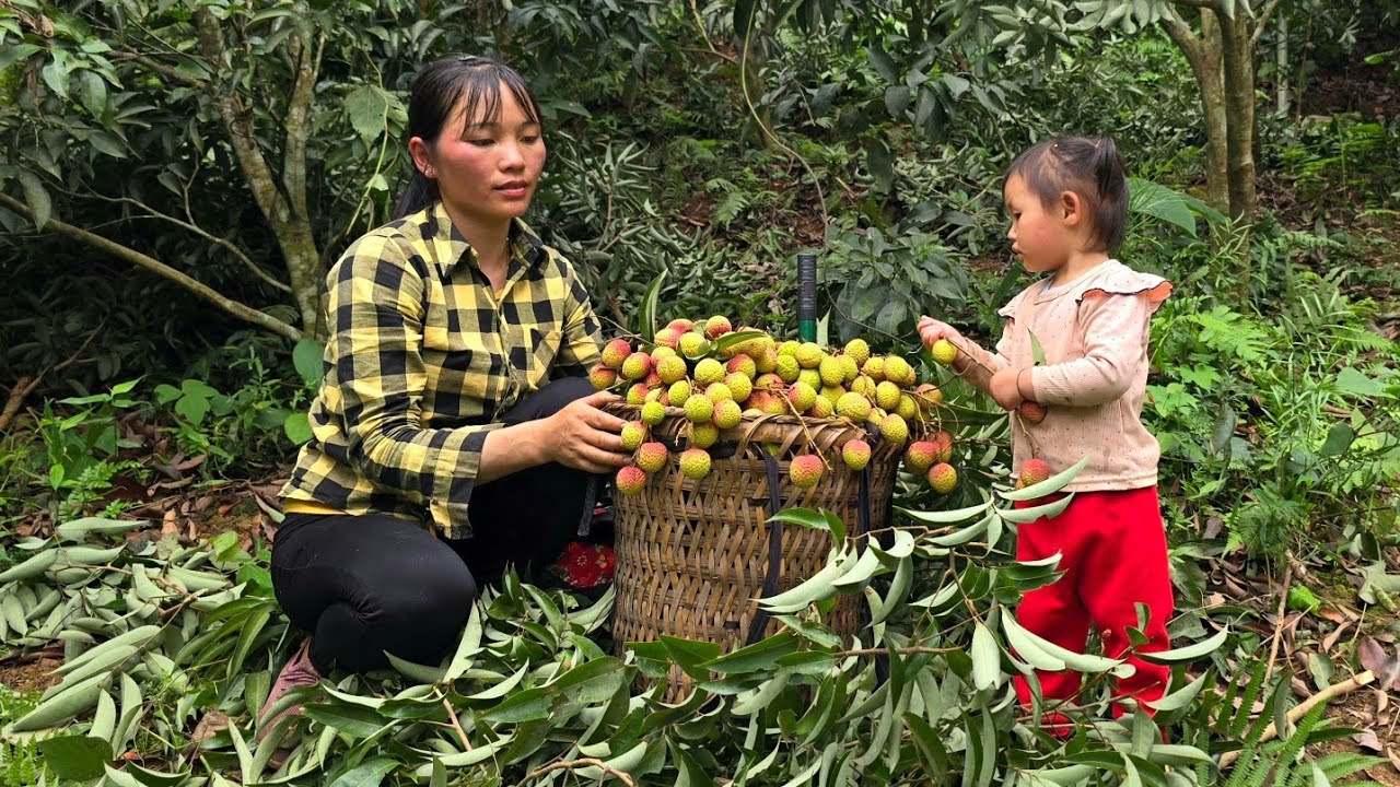 What did the boy do that made the girl sad and lonely? | Harvest lychees for sale