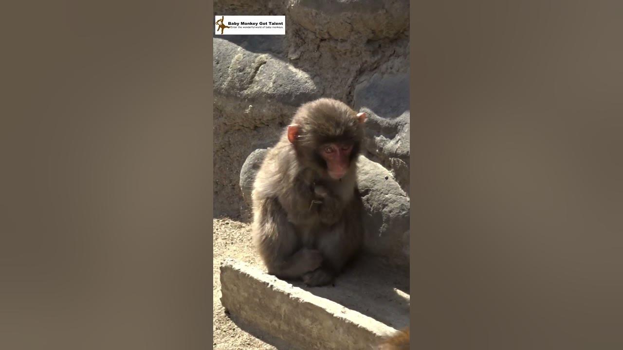  nina is a baby monkey with a congenital handicap dexterous