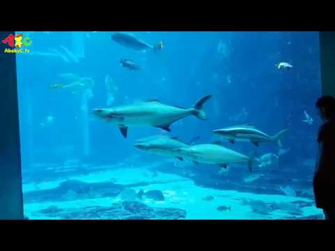 The Lost Chambers Aquarium in Atlantis The Palm Dubai