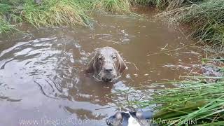 Toby Tobes: Return To The Swamp...