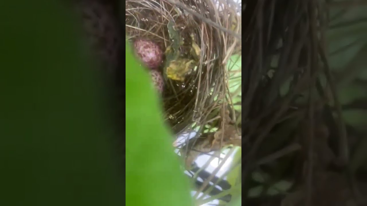 Bird S Eggs Viral Shorts