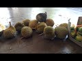Buah durian luar musim. Kampung kawin.