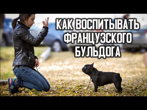 Как ВОСПИТЫВАТЬ французского бульдога