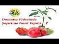 🍅Domates Fidesinde Şaşırtma Nasıl Yapılır? 🌱Nasıl maxmimum verim alınır?⚠️PÜF NOKTALARI❗