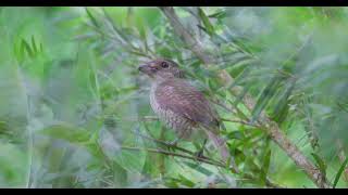 Tiger Shrike (Juvenile)