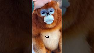 This Rare Monkey Is Gentler Than Most Humans #facts #animals #wildlife