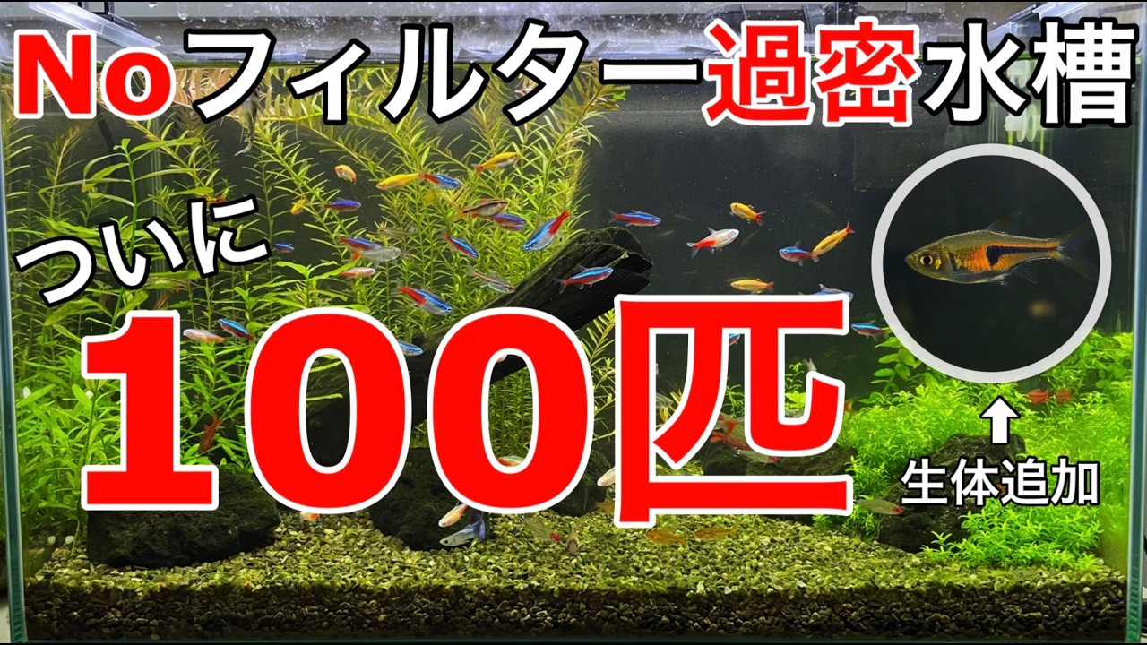 水槽　いっぱい I tried raising 100 fish in an aquarium without a filter - YouTube