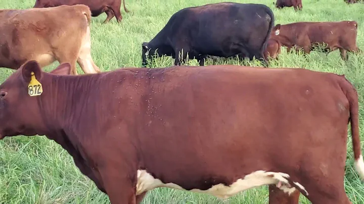 Greg Judy discusses his methods of turning cropped...