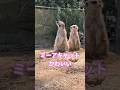 ミーアキャットかわええ！智光山こども動物園