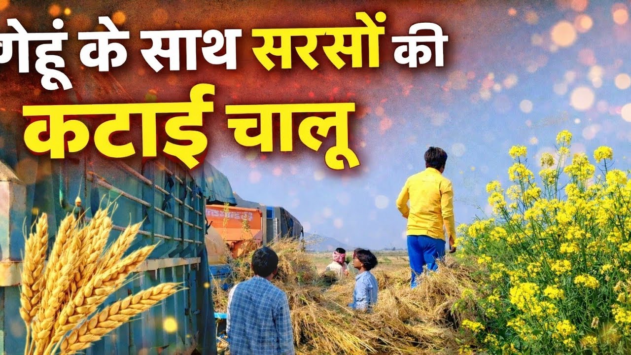 गेहूं का साथ हुआ सरसों के भी कटिंग चालू #trending #trendingshorts #viral #viralvideos  #harvester 