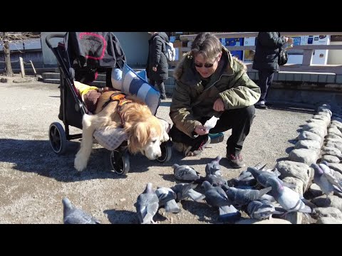 体が不自由になって初めてのお出かけ。専用カートに乗って。【Golden Retriever japan】