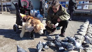 This is my first outing since I became disabled. Ride on a special cart. 【Golden Retriever japan】