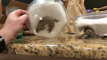 Orlando Repticon Reptile Expo pickups