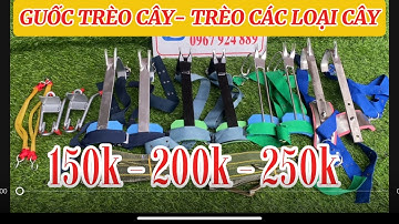 Dụng cụ hỗ trợ trèo cây giá rẻ,Guốc trèo cây, Cựa trèo cây,Dây đai an toàn 150k bao ship