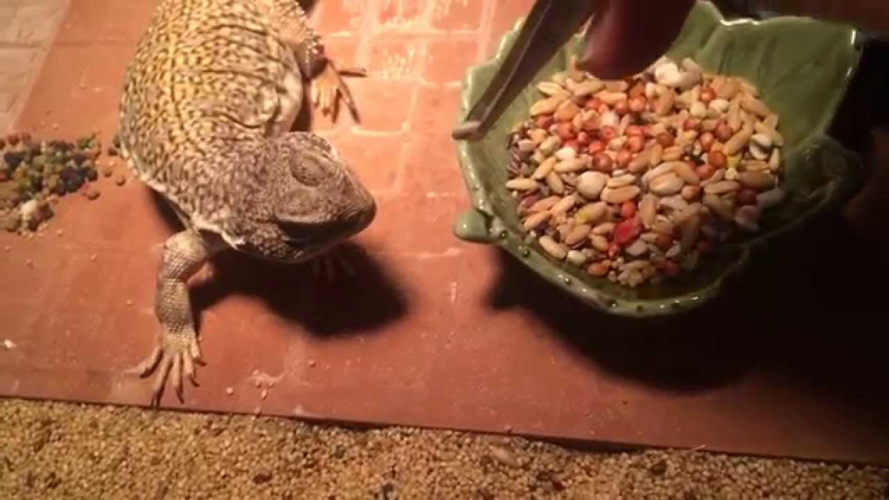 Uromastyx eat sunflower seeds YouTube