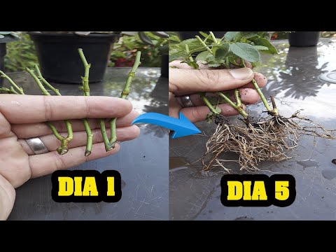 Como fazer muda
