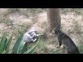 Feral Cat Fight