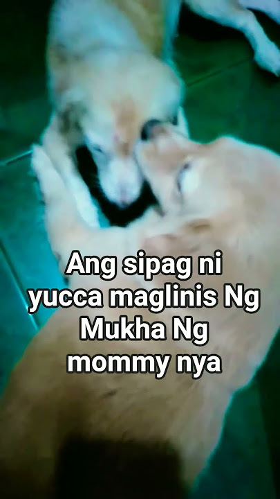 love talaga ni yucca si mommy #dogshorts #dogvideo #doglife #dogs #motheranddaughter