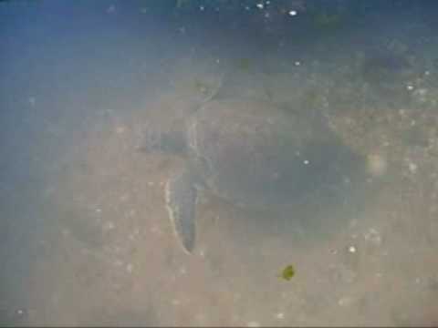 2011 - Recherchons des bnvoles pour travailler avec des tortues vertes juvniles. Uruguay