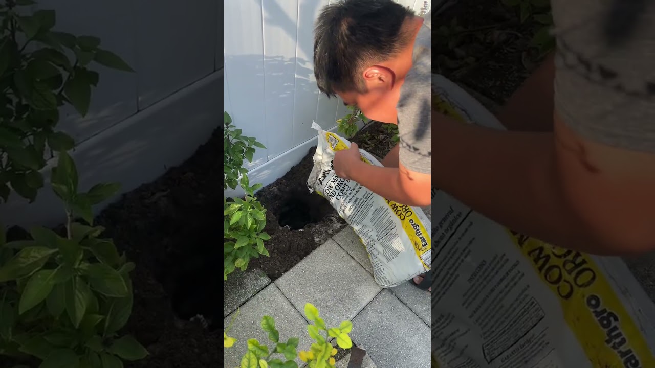 ការដាំដំណាំខ្មែរនៅFlorida អាមេរិច