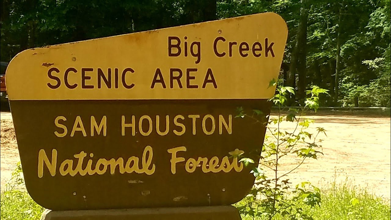 Trees In Sam Houston National Forest - Maxresdefault