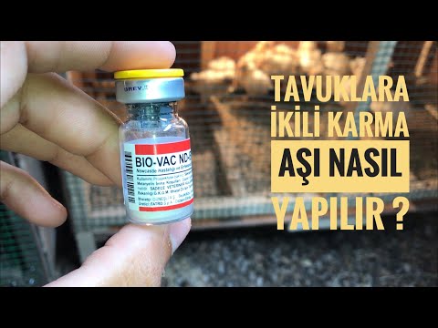 CİVCİV VE TAVUKLARA İKİLİ KARMA AŞI NASIL YAPILIR ?