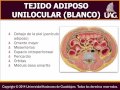 PLÁTICA 10: Tejido adiposo. Dr  Alan Vicente Carrillo Peña.
