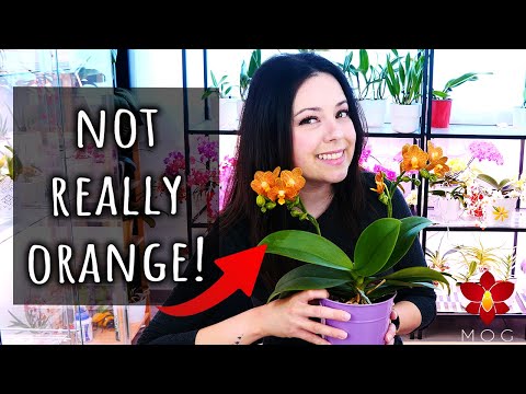 Video: Waarom bloeit mijn nepsinaasappel niet - Redenen waarom nepsinaasappel niet bloeit