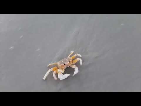 رحاب ونور فى الشاطئ مع السلطعون