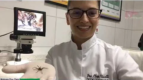 Como identificar uma aranha-de-jardim?