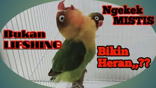 Lovebird konslet mirip suara kuntilanak | Asli lovebird ngekek MISTIS