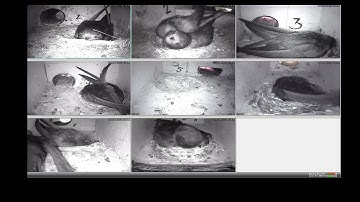 Gierzwaluwen online in nestkast met camera