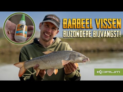 Video: Barbeel (vis). Barbeel: foto en beschrijving