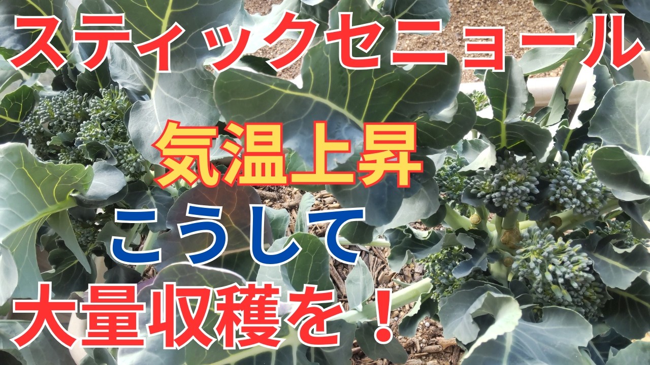 2/23【スティックセニョール】収穫　気温が上がり始めたのでこうして大量収穫をします