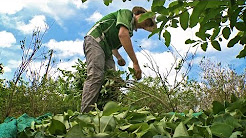 The Life of a Coca Leaf