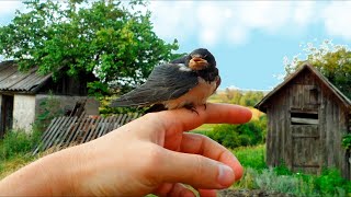 Деревенская ласточка | Как выглядит гнездо деревенской ласточки