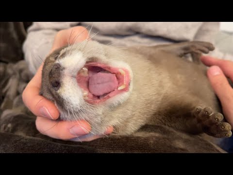 ??????? ????????????????????????? otter that makes you feel good and yawns with a full body massage