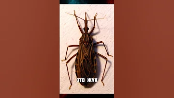 Это самый опасный жук на Земле!!😲🤨