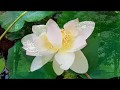 蓮の開花　Open lotus flower  Time- lapse