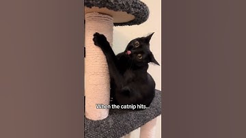 Black Cat Just Hit the Catnip HARD 😂 #cat #catvideos #funnycatvideos