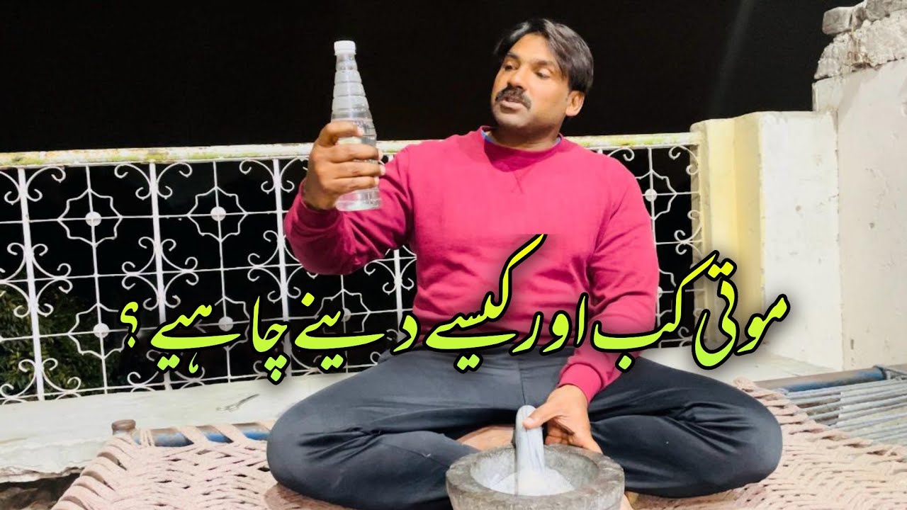 MOTi kb or kesa dany chahiain?🥰|| Ustad ch kamran