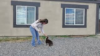 12 Week Old Red Tri Australian Shepherd First Leash Work Sit Down Paisley - Available
