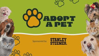 Adoptable Pets: Mr. Pibb | Oct. 24, 2025 | News 19 at 4:30 p.m.