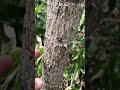 タラの芽&ハリギリの違い