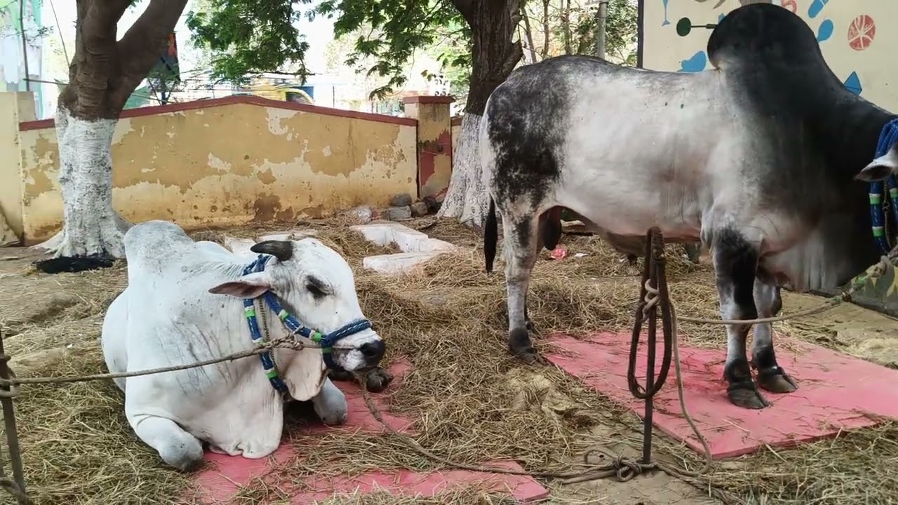 కొణిదెల సీనియర్స్ విభాగం బండలాగుడు పోటీలకు వచ్చినటువంటి జత