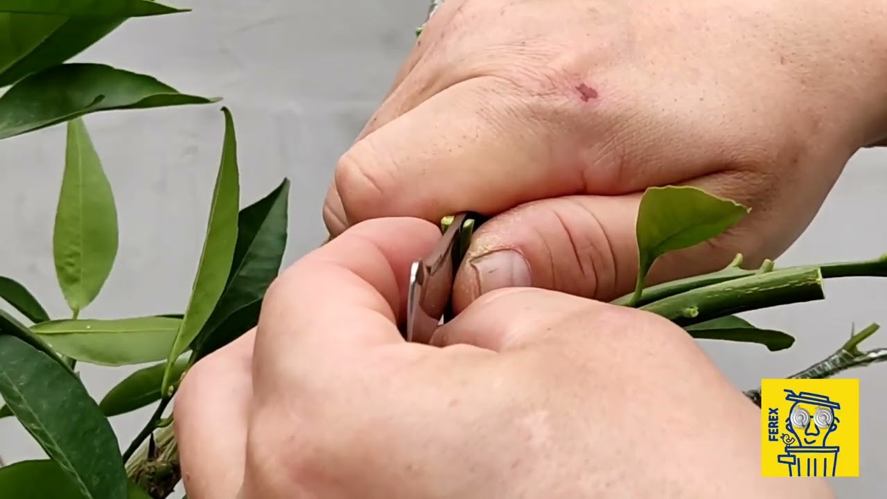 štepenie multi - citrus.