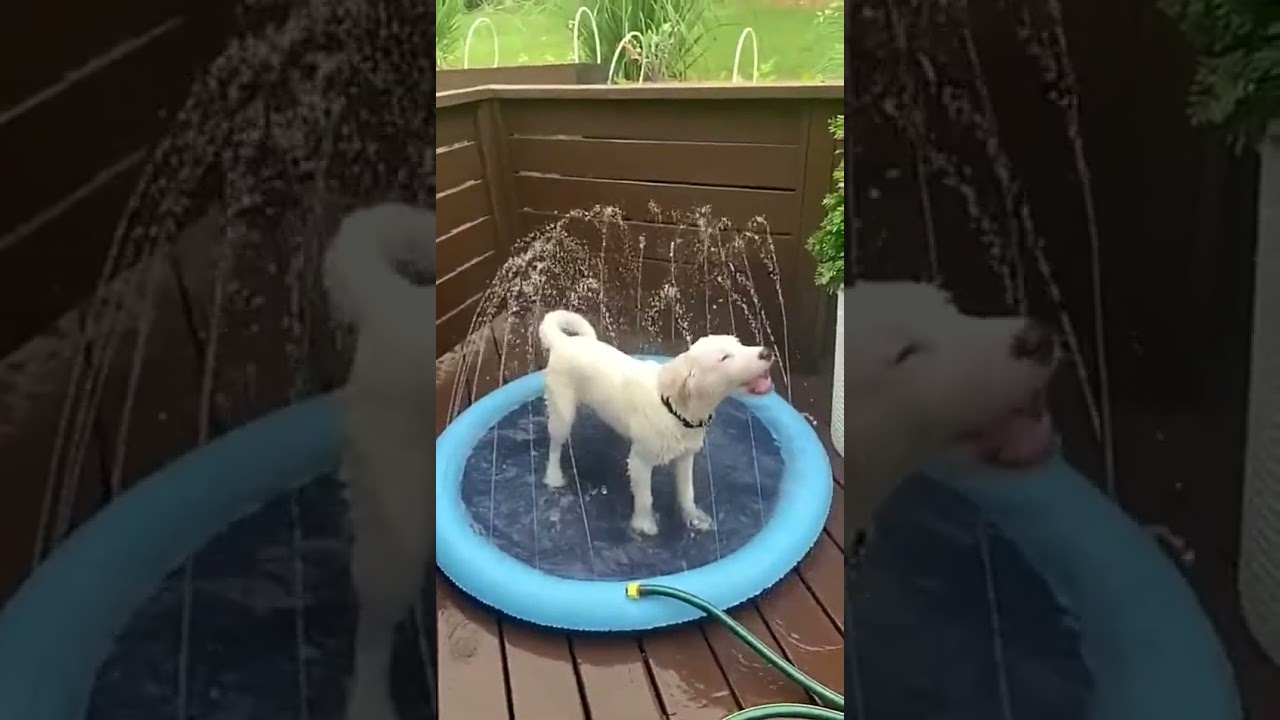 Cool Pup Splash: Dog Pool and Mat for Playful Water Fun and Cooling