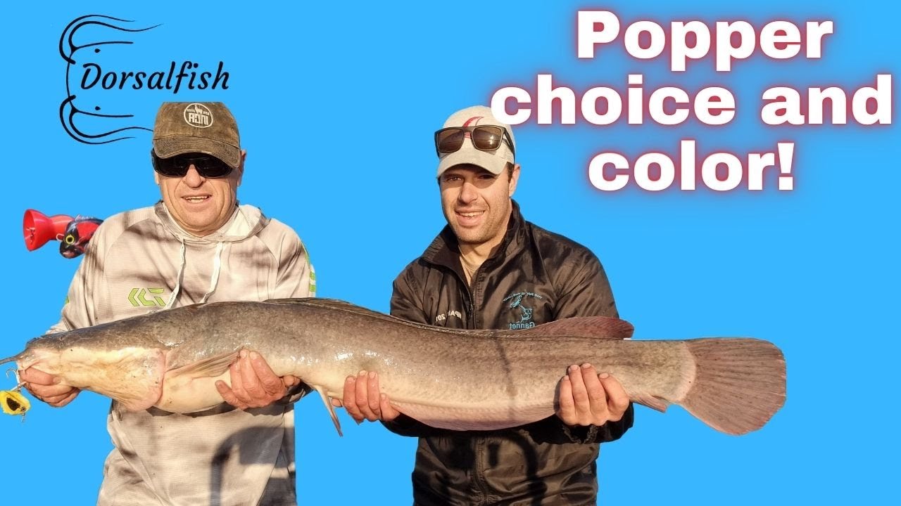 Popper choice and color when Popping for baber / catfish /barbel 