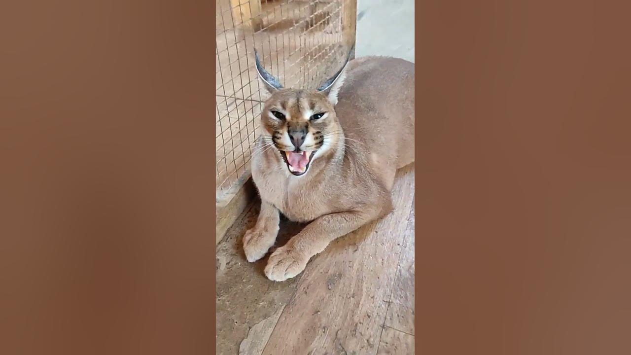 Каракал Шаня , Макклейн и Любаша🥰🐅Very large Caracals rest in the