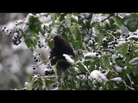 La leggenda dei giorni della merla,i più freddi dell'anno#giornidellamerla#inverno#folclore#animali